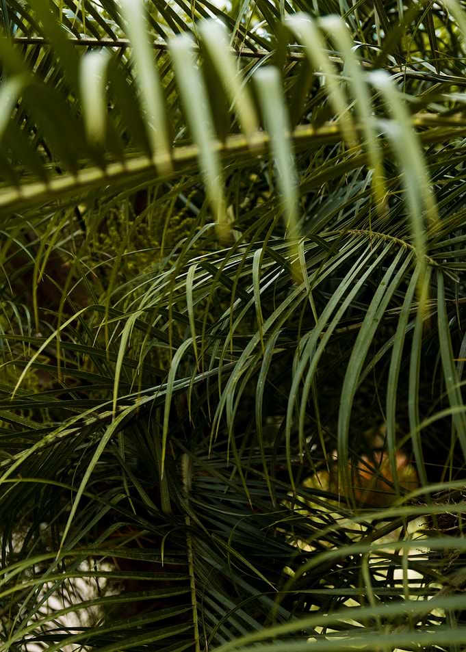 long leaves