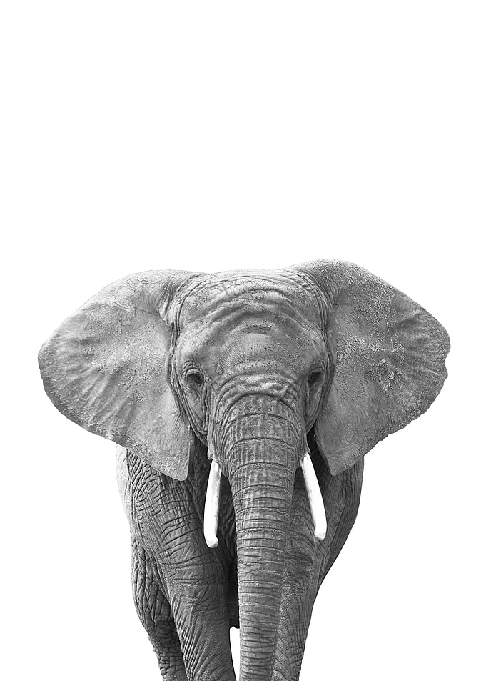 Elephant black and white