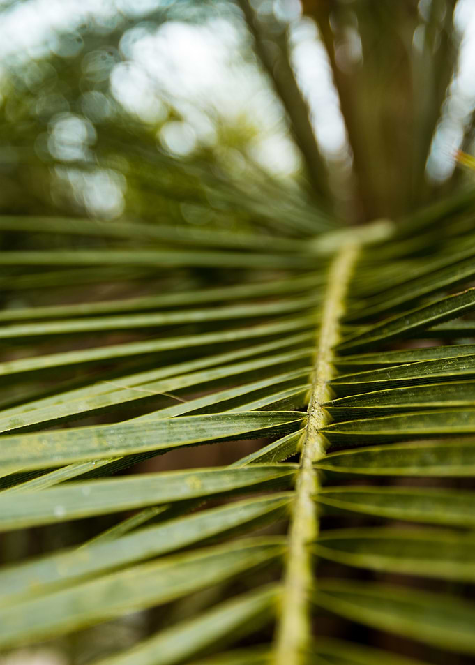 long leaves 2
