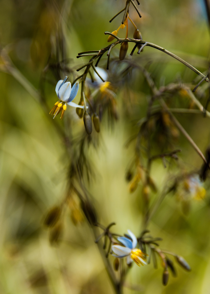tiny flowers