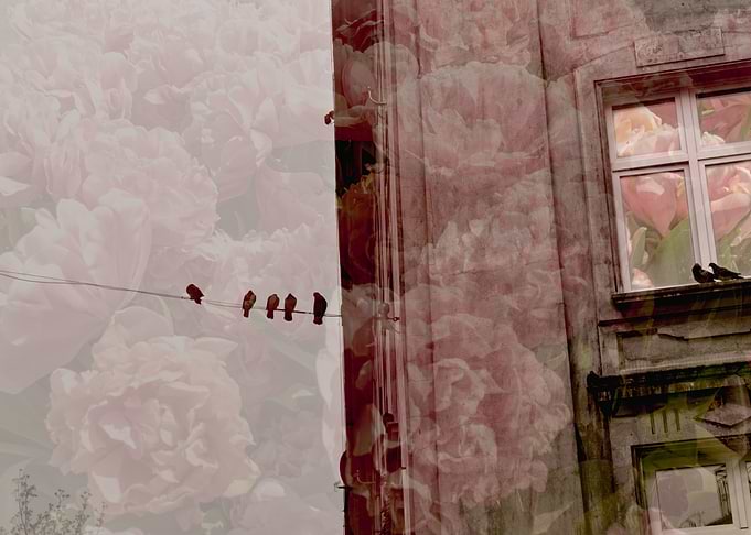 birds and flowers