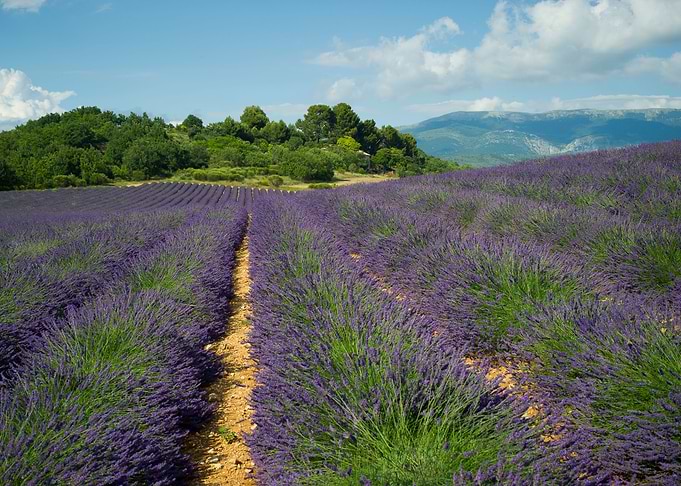 Valensole France