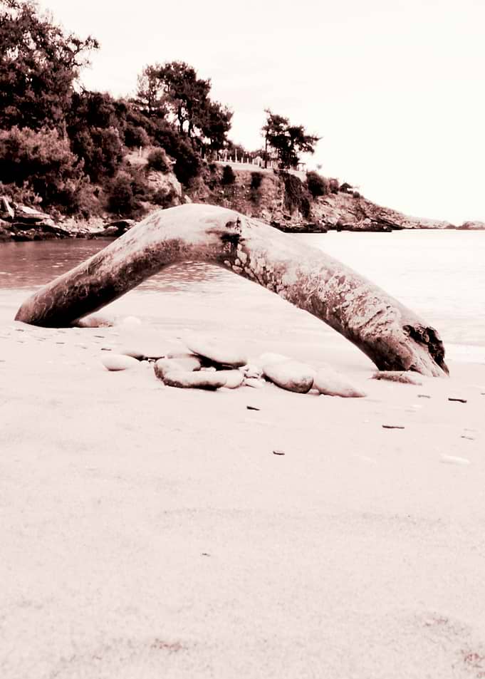 Beach days monochrome tree