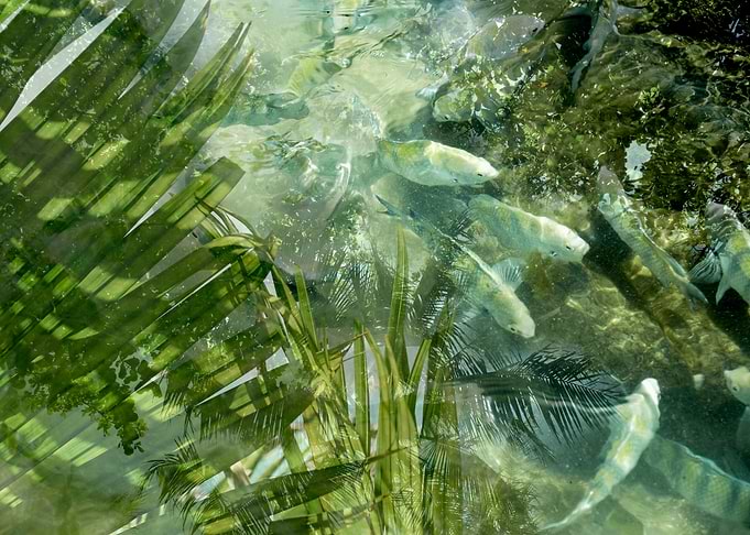 Brazil fishes