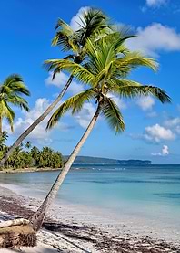 Caribbean Palm