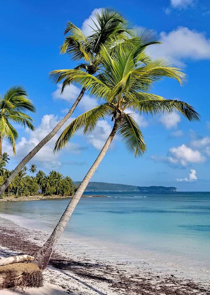 Caribbean Palm
