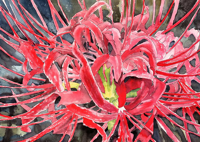 Red Spider Lily Flower
