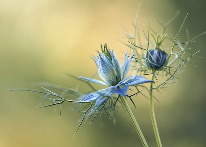 Nigella