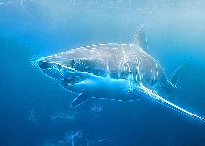 The Shark