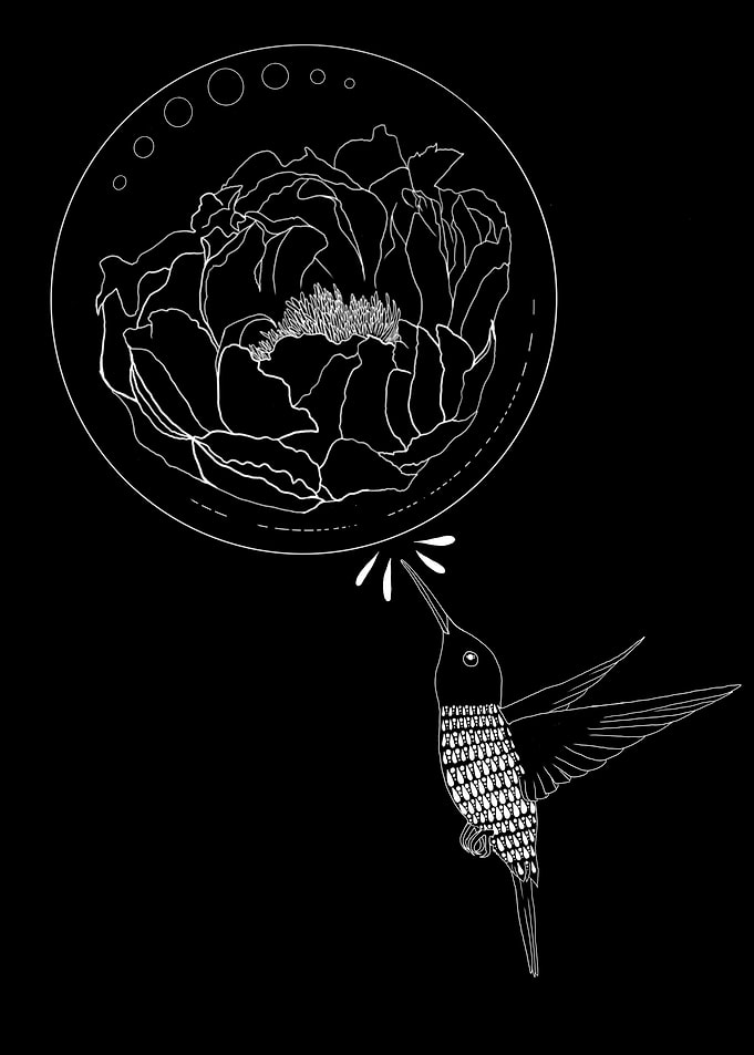 hummingbird humming