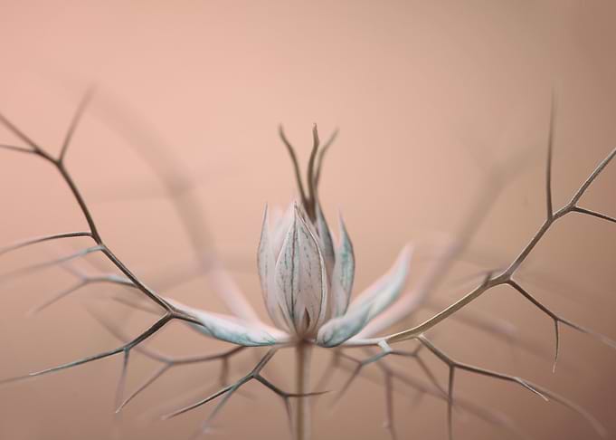 Nigella