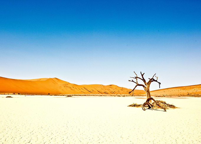 Lone Tree