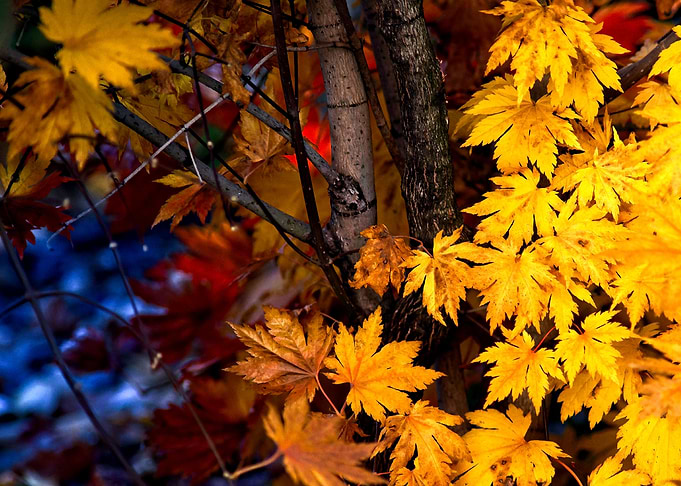 Japanese Maple In Autumn