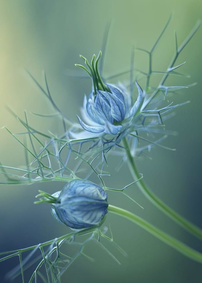Nigella