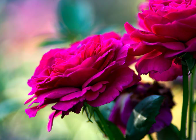 Dark Pink Rose Flowers