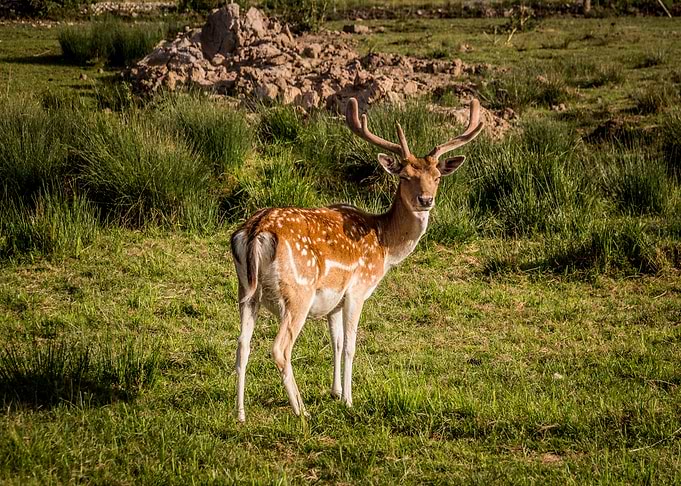 Fallow Deer