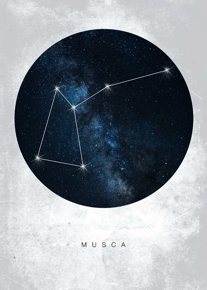 Musca