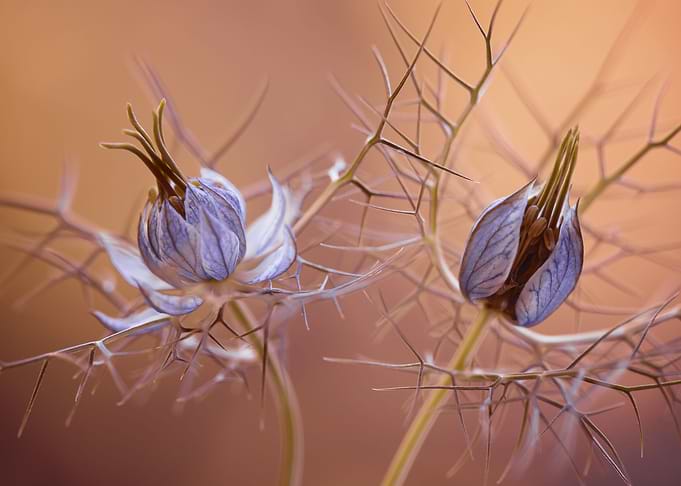 Nigella