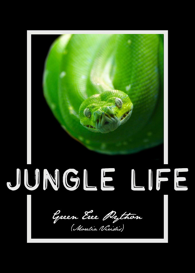 Green Tree Python Jungle