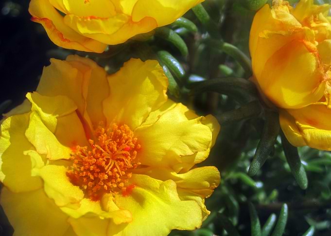Summer Flowers 1