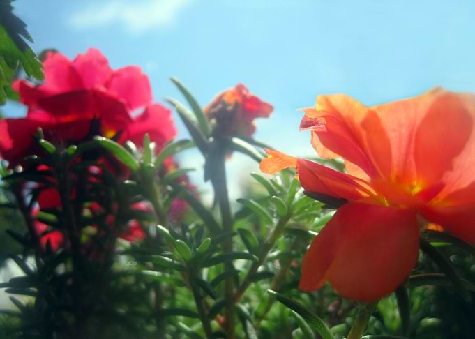 Garden Flowers
