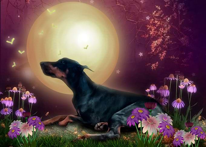 Full moon