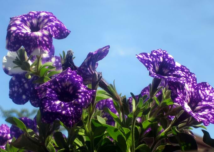 Violet Flowers 4