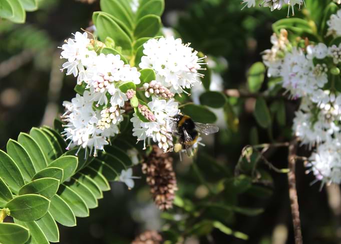 Pollinating Bee