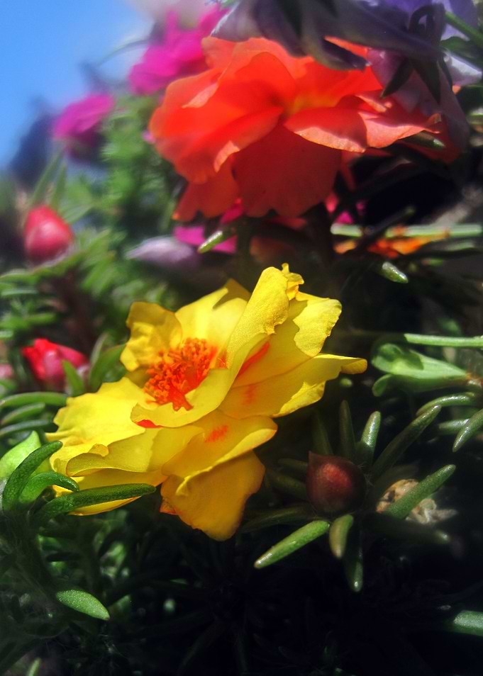 Summer Flowers 2