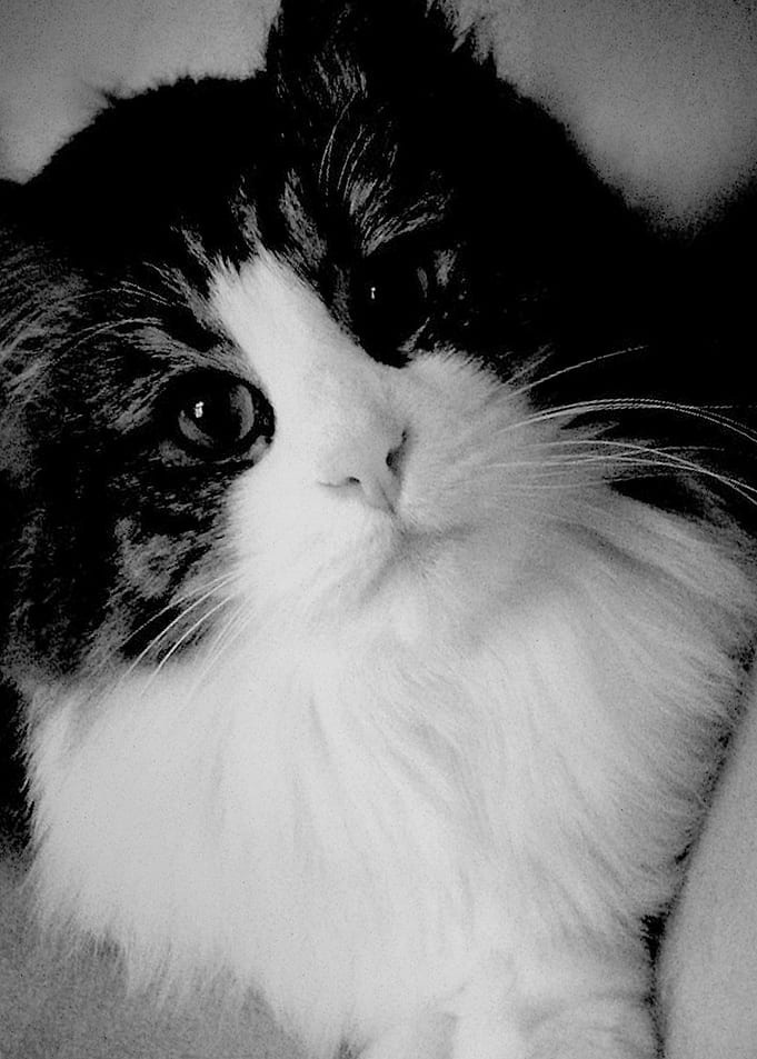 cat 001