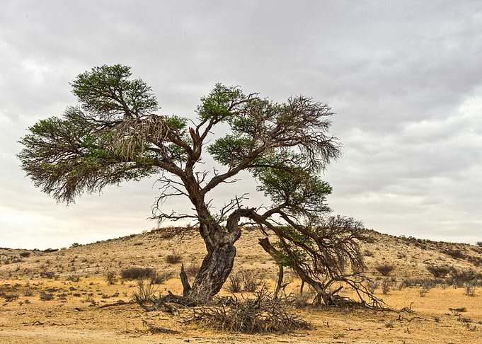 Tree Story
