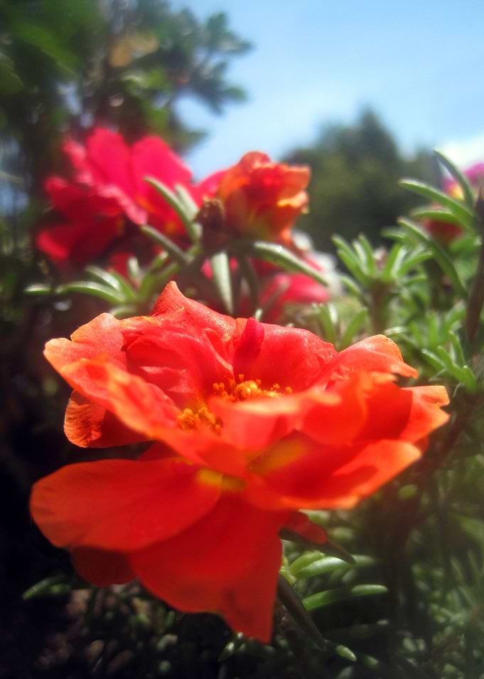 Summer Beauties
