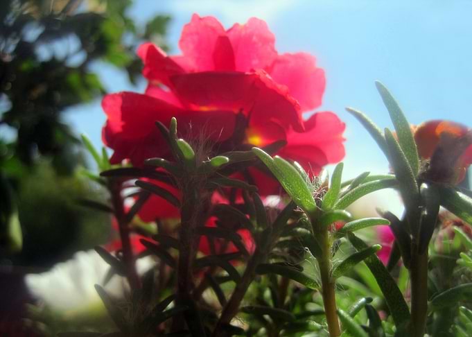 Garden Flower