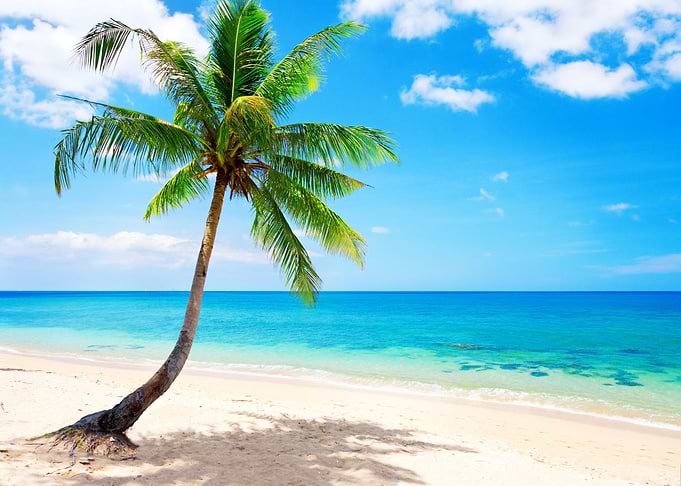 Palm paradise