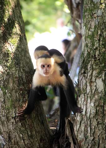 Capuchin Mum and Baby