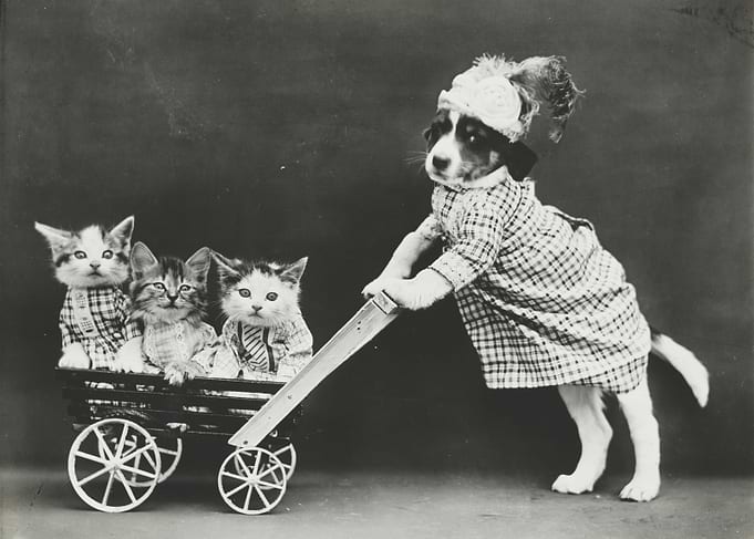 Kitten Baby Stroller Puppy