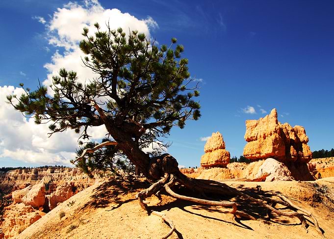 Twisted Tree Bryce Canyon