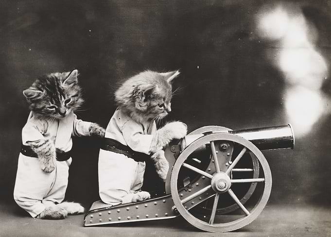 Kitty Cat Ready Aim Fire