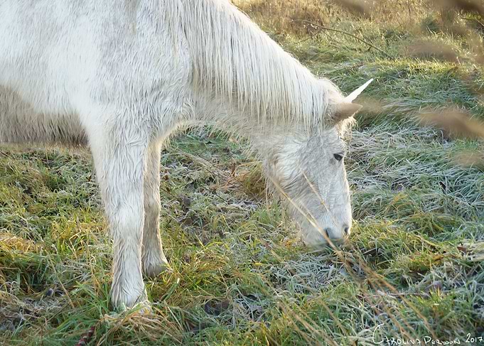 Unicorn