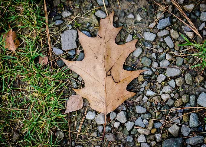 Leaf