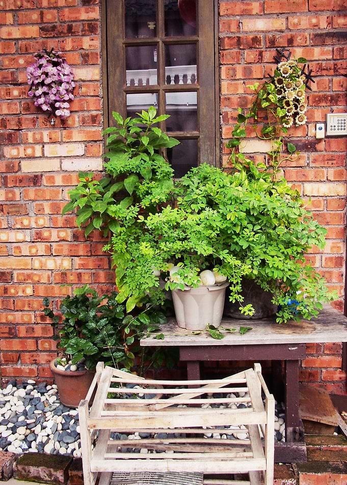 Window Garden