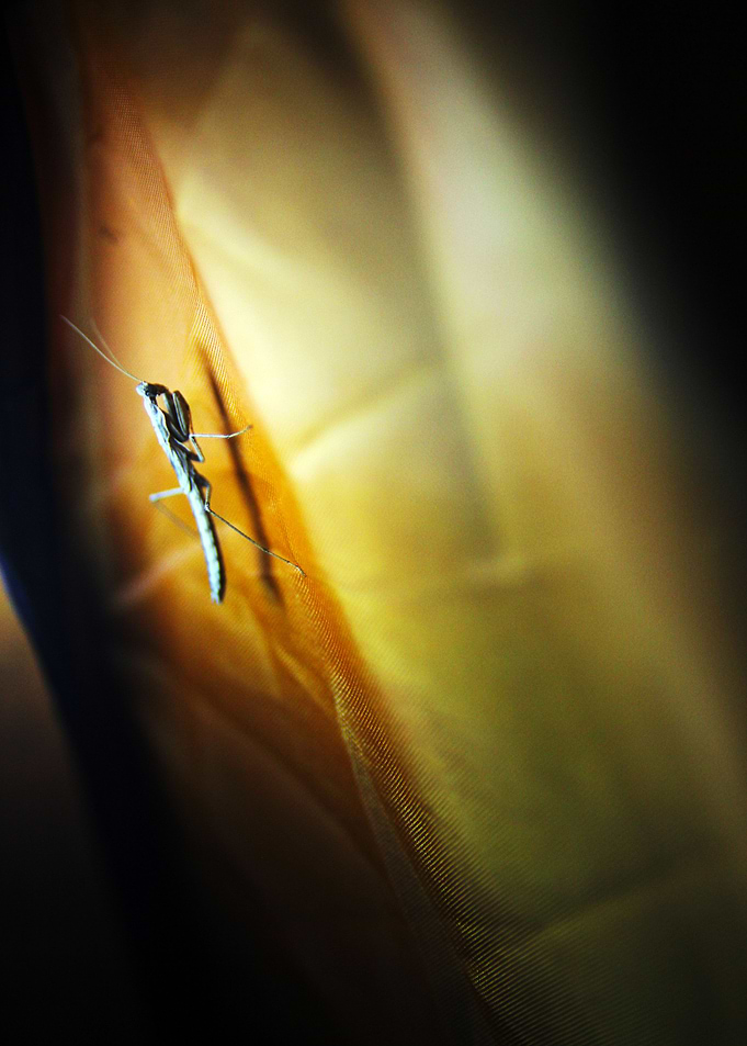 Baby Praying Mantis