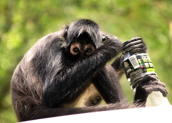 Spider Monkey