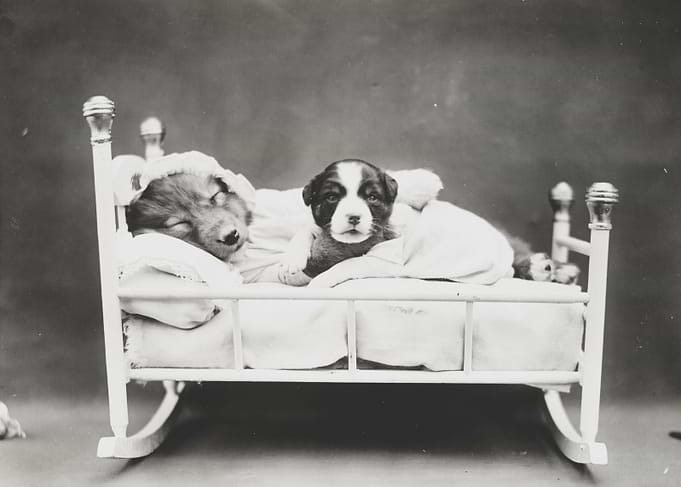 Puppy Bedtime