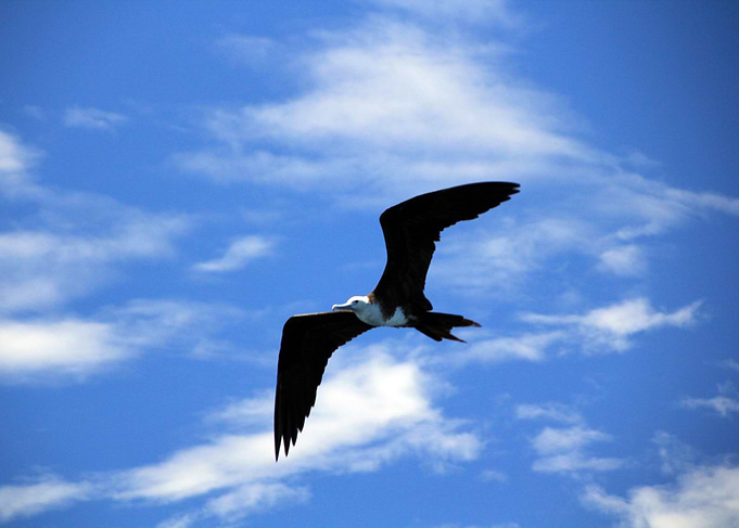 Frigate Soaring