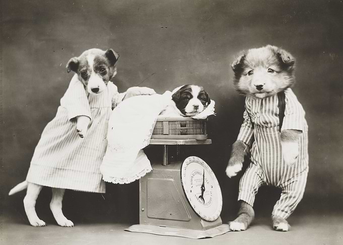 Doggy Weigh Station