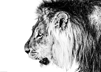Male Lion B&W