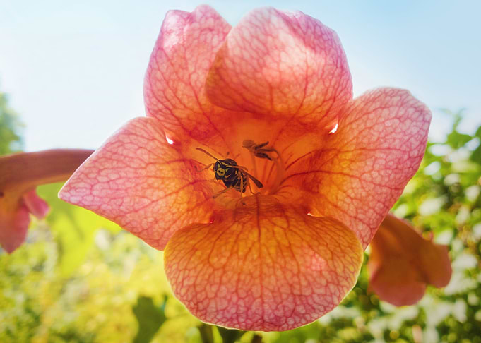 Tecoma wasp