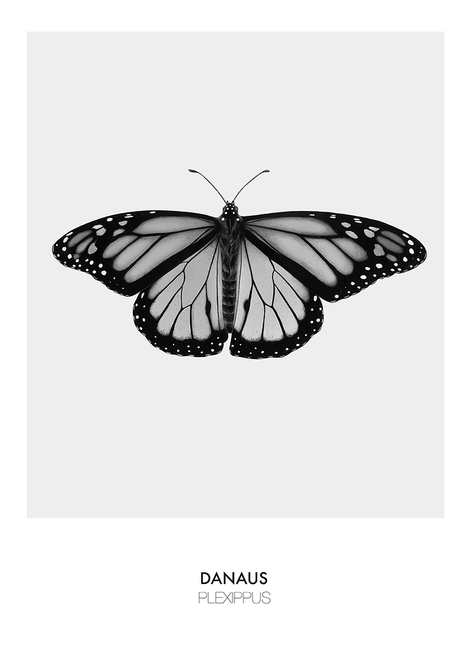 Danaus Plexippus