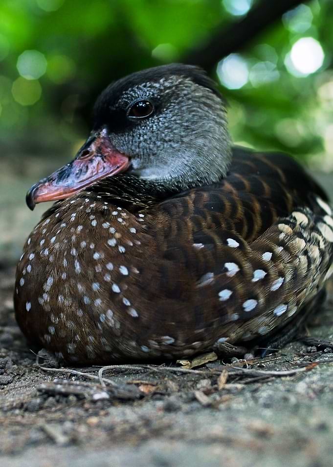 Duck